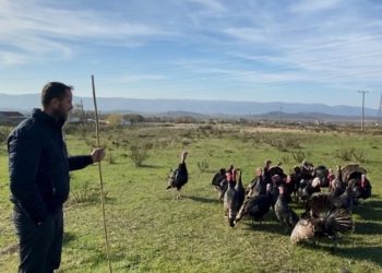 Histori frymëzimi/ Njihuni me Lekën, mbarështon 40 mijë gjela deti: Më shihnin me përbuzje, sot…