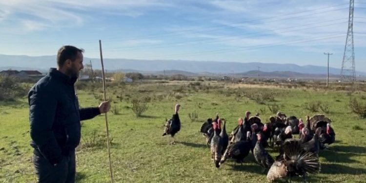 Histori frymëzimi/ Njihuni me Lekën, mbarështon 40 mijë gjela deti: Më shihnin me përbuzje, sot…