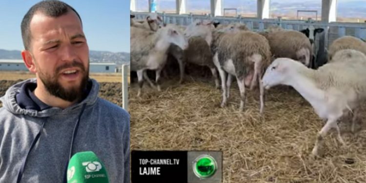 “Marr 400 litra qumësht dele në ditë”/ Merrni shembull nga djali vlonjat: Iu bëj thirrje të rinjve të…