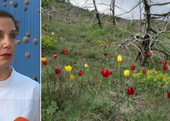 Rritet vetëm në Kukës! Ministrja Kumbaro: Krenar për Shqipërinë! Tulipani shpallet…