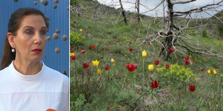 Rritet vetëm në Kukës! Ministrja Kumbaro: Krenar për Shqipërinë! Tulipani shpallet…