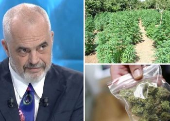 “Mbi 100 milionë lekë”/ Cilat janë kushtet për të mbjellë kanabis me leje në Shqipëri…