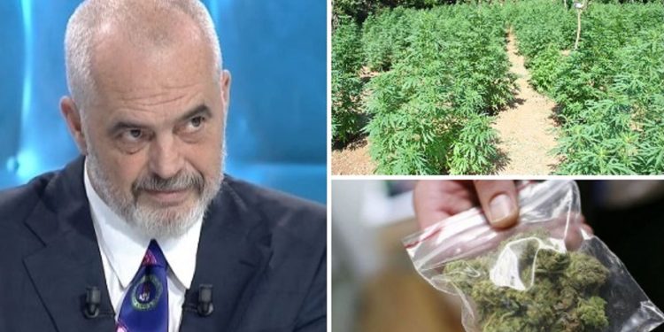 “Mbi 100 milionë lekë”/ Cilat janë kushtet për të mbjellë kanabis me leje në Shqipëri…