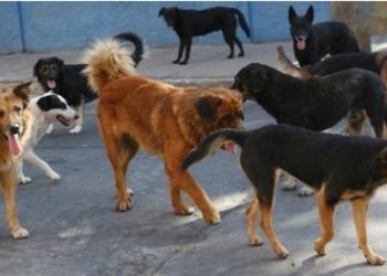 Safet Gjici në burg dhe Alma në ‘’arrest shtëpie”, qentë endacakë ‘pushtojnë’ Kukësin…