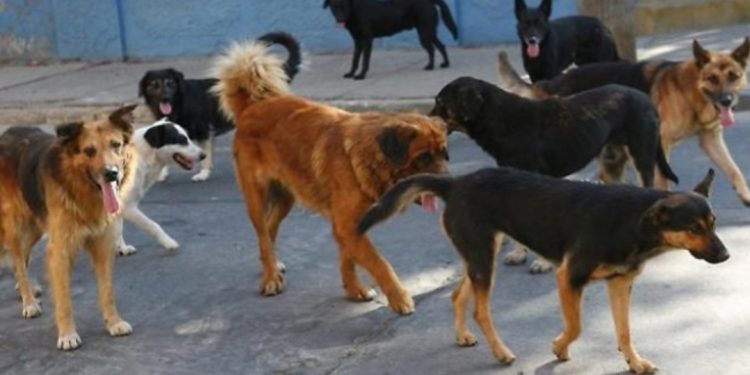 Safet Gjici në burg dhe Alma në ‘’arrest shtëpie”, qentë endacakë ‘pushtojnë’ Kukësin…