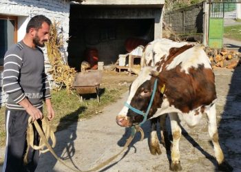 Projekt-ligji i ri/ Qeveria Rama nuk ndalet, gat të taksojë fshatarët, kasollen e lopës apo…
