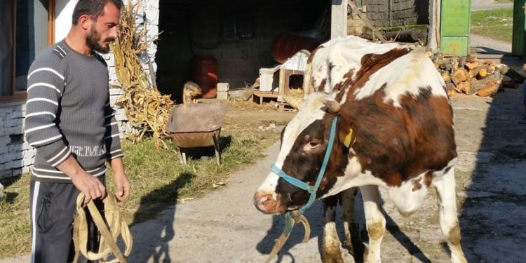Projekt-ligji i ri/ Qeveria Rama nuk ndalet, gat të taksojë fshatarët, kasollen e lopës apo…