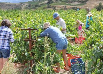 Ministri grek i shqetësuar: Janë larguar shumë shqiptarë nga Greqia, ata duan…