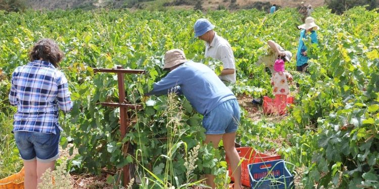 Ministri grek i shqetësuar: Janë larguar shumë shqiptarë nga Greqia, ata duan…