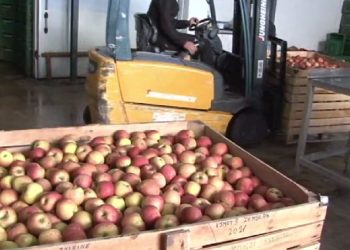 Mollët serbe bëjnë “kërdinë” në Shqipëri, mbeten pa shitur 15 mijë ton mollë në Korçë, me urgjencë duhet…