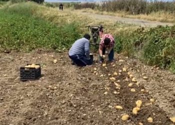 Tronditet tregu i bujqësisë/ Fermerët në Shqipëri përgjysmojnë çmimin e këtij produkti…