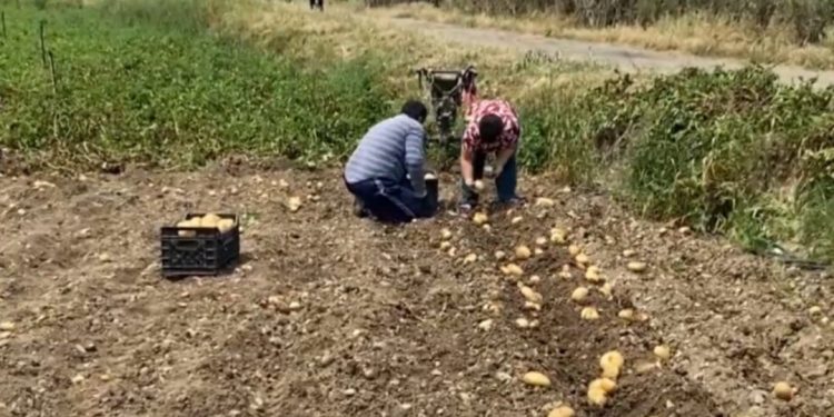 Tronditet tregu i bujqësisë/ Fermerët në Shqipëri përgjysmojnë çmimin e këtij produkti…