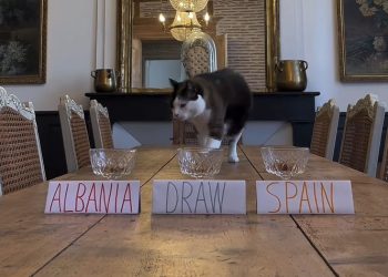 E papritur! Macja e famshme parashikon ‘fituesin” Spanjë-Shqipëri. Shiko VIDEO-n…