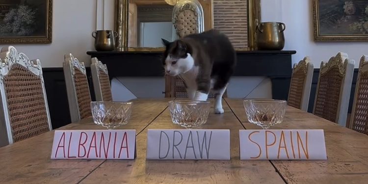 E papritur! Macja e famshme parashikon ‘fituesin” Spanjë-Shqipëri. Shiko VIDEO-n…