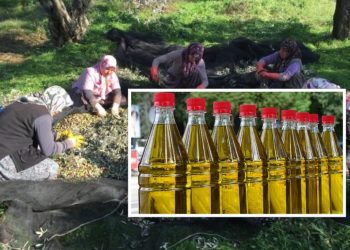 Kap çmimin rekord në Shqipëri/ Nuk do ta besoni sa kushton 1 litër vaj ulliri…