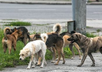 Kodi i ri Penal/ Kush keqtrajton kafshët dënohet me burg…