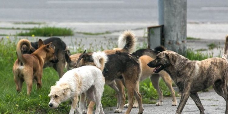 Kodi i ri Penal/ Kush keqtrajton kafshët dënohet me burg…