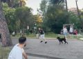 “Ramës i hani…”/ Dalin PAMJET, momenti kur protestuesit ndjekin të riun me pitbull