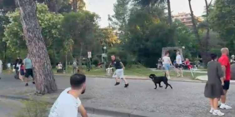 “Ramës i hani…”/ Dalin PAMJET, momenti kur protestuesit ndjekin të riun me pitbull