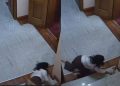 Tentoi që të ndalonte Agron Shehajn që i mori dokumentin, momenti kur këshilltarja rrëzohet keq nga shkallët…